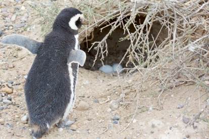 EmperorPenguins The Emperor penguins live in Antarctica It is the boy that - photo 14