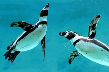 Penguins have white bellies which helpscamoflauge them When predators look up - photo 9