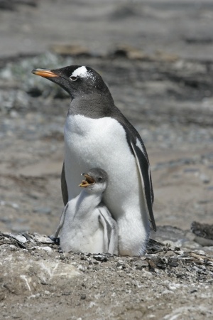 Once the chick is born it will be warmed byits parents the same way it was - photo 11