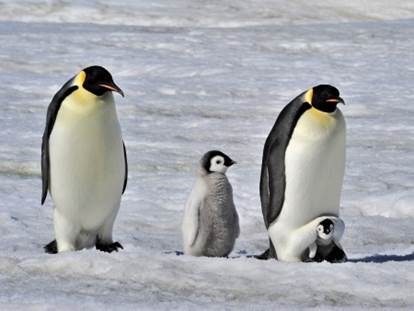 The Emperor penguin is the largest penguinin the world Emperor penguins - photo 15