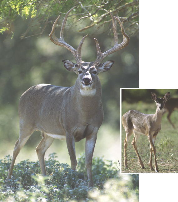 The deers graceful lines and genteel manner make for an interesting subject - photo 4