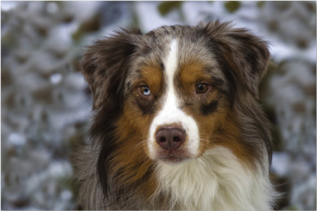 The Australian Shepherd is one of the most loyal most energetic and smartest - photo 2