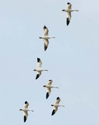 Hmm Theyre big long-necked short-tailed pointy winged birds that are all - photo 3