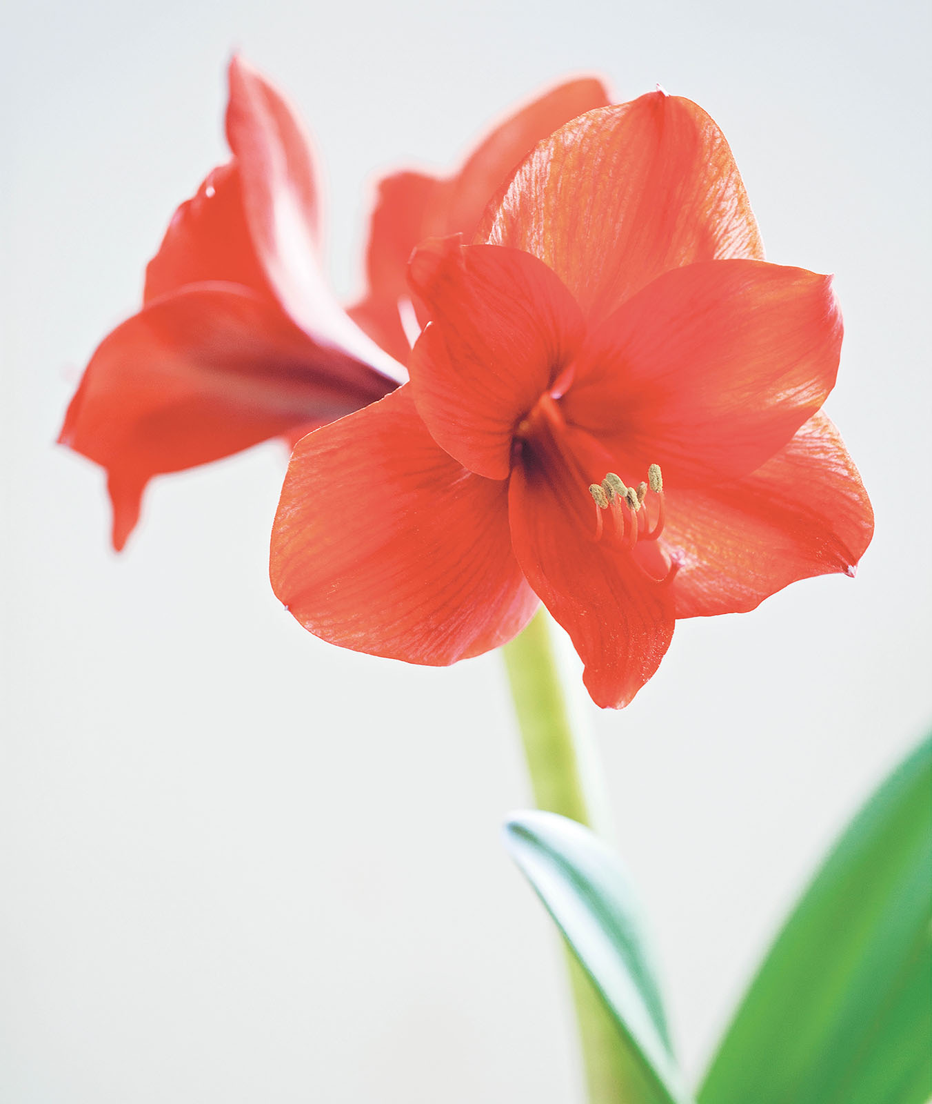 Introduction Blooming centerpieces are my go-to design element for all - photo 5