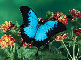 Ulysses or Mountain Blue Butterfly is found only in Northern Queensland It - photo 3