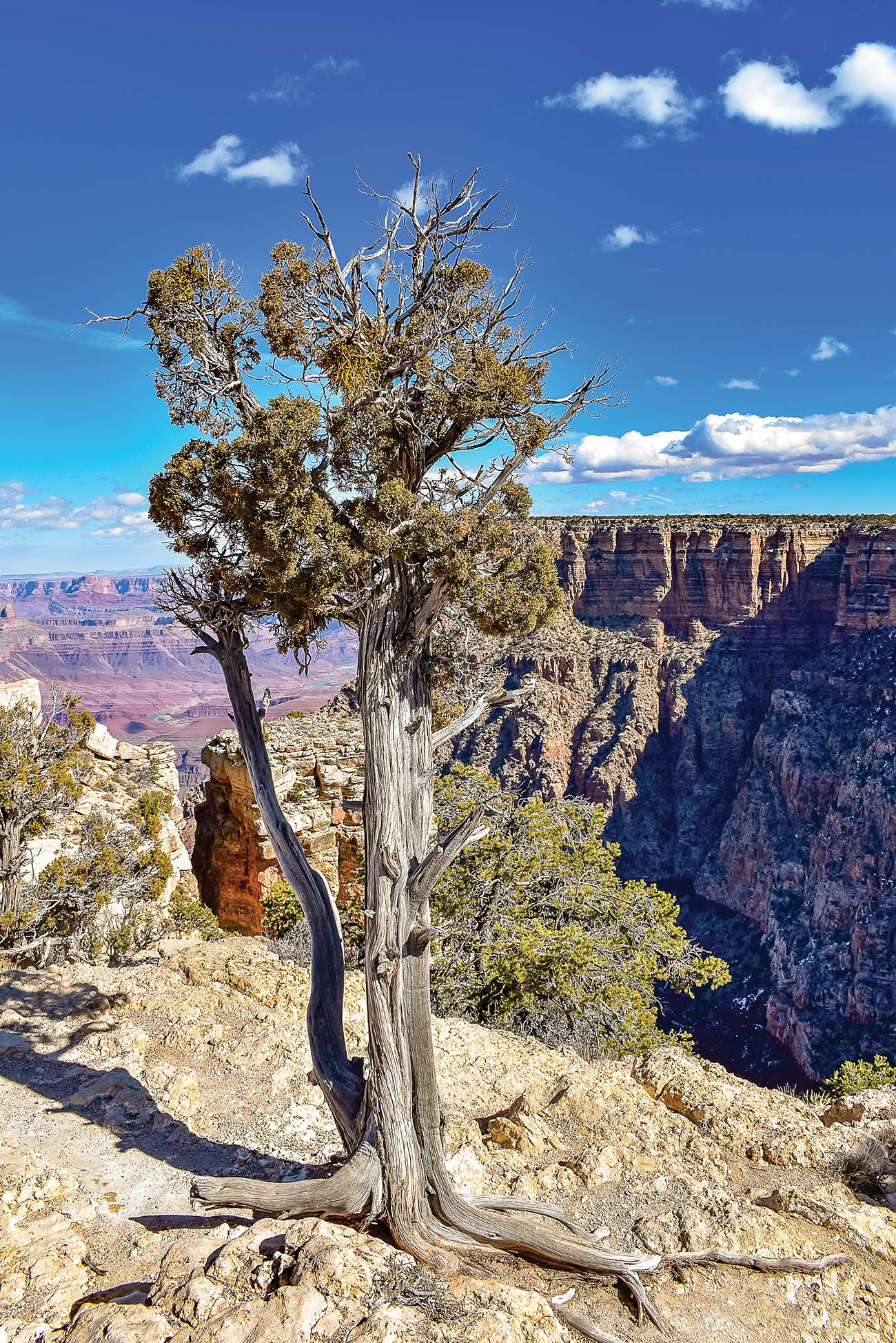 pine along the South Rim MAY-AUG HIGH SEASON The high season on the - photo 11