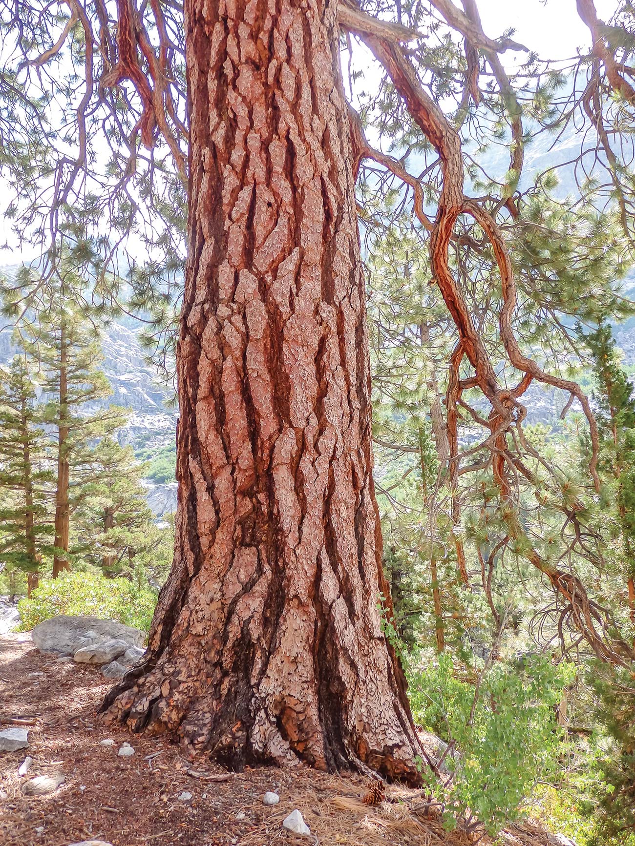 Jeffrey pine Yosemite Falls Tenaya Lake Plungin - photo 6