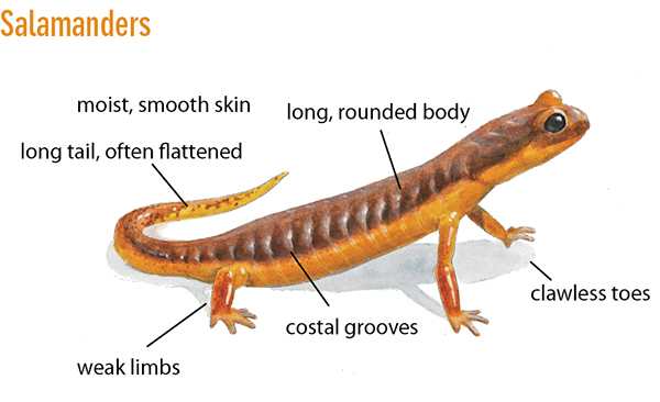 Caution Regarding Venomous Reptiles Below are some of the venomous snakes and - photo 11