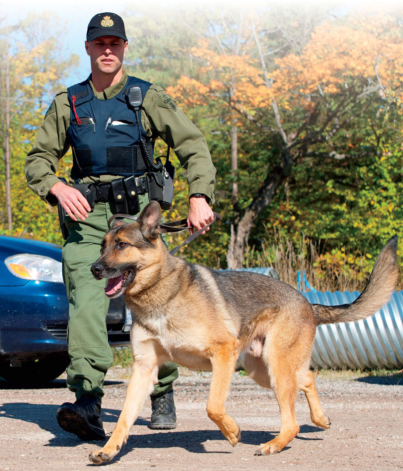 an officer and canine training on a course FACT A police dog can search a - photo 12