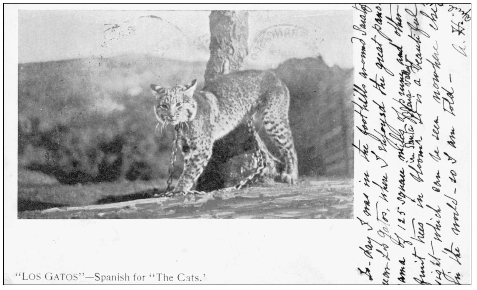 Wildcats of all sizes and descriptions but mostly the stub-tailed bobcat - photo 4