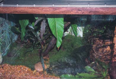 Vivaria can range from elaborate naturalistic setups such as this one to - photo 2