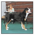 Learn the requirements of a well-bred Greater Swiss Mountain Dog by studying - photo 5