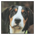 Find out about how to locate a well-bred Greater Swiss Mountain Dog puppy - photo 6