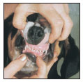 By Lowell Ackerman DVM DACVD Become your dogs healthcare advocate and a - photo 9