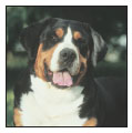 Know when to consider your Greater Swiss Mountain Dog a senior and what special - photo 10