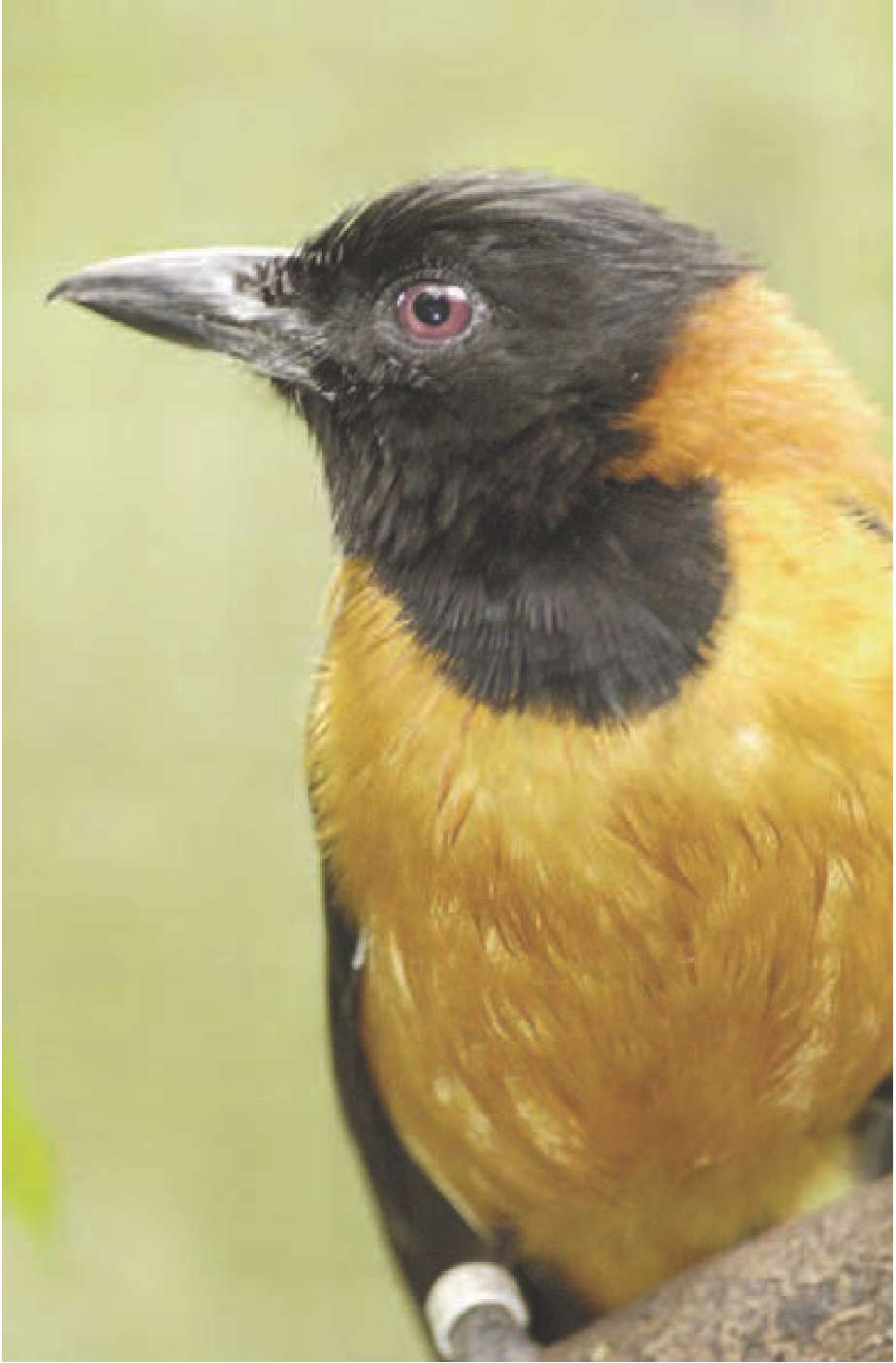 The feathers and skin of the pitohui contain a poison similar to that found in - photo 6