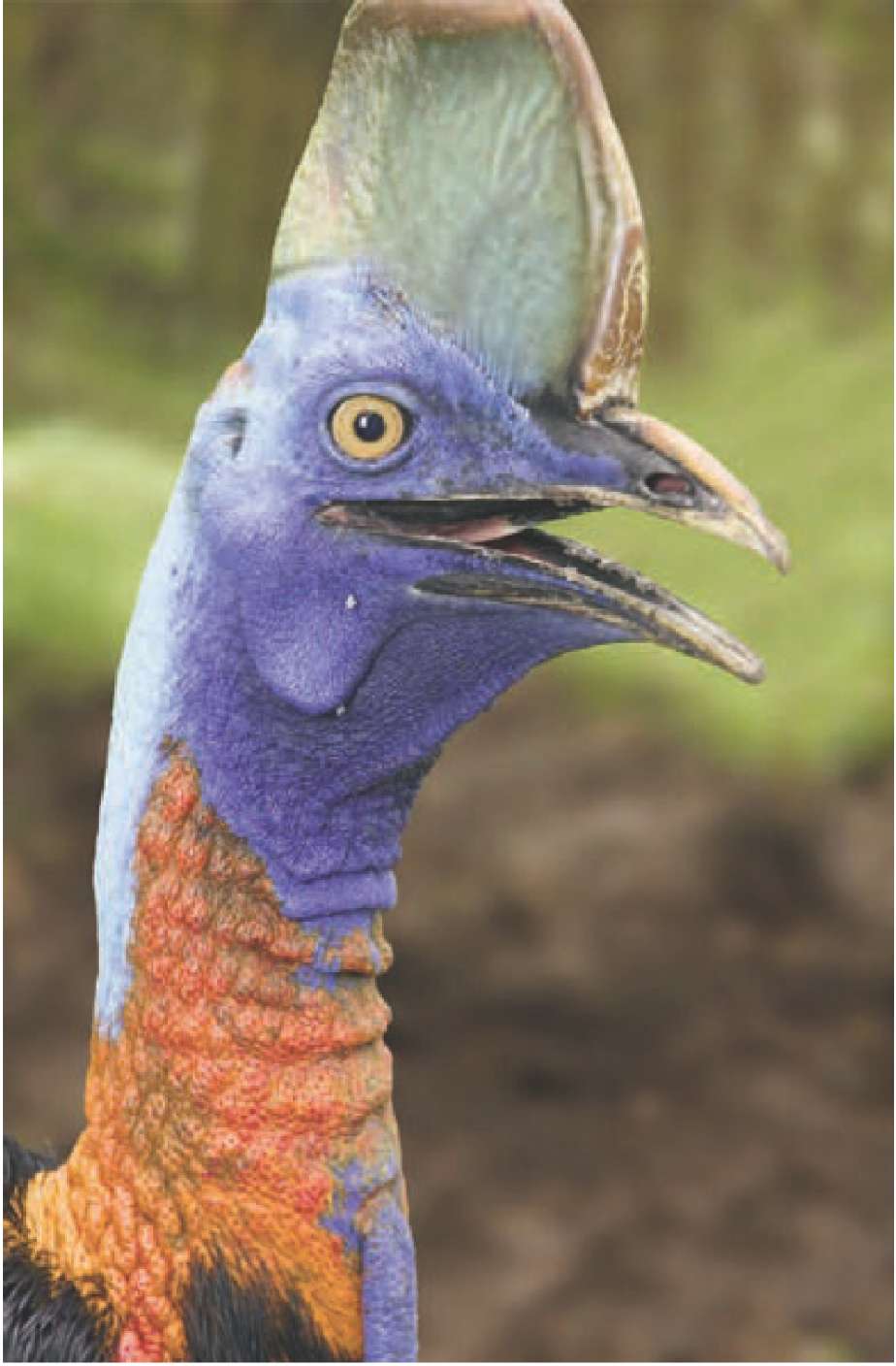 The cassowary is a shy forest dweller and eats mostly fruit But perhaps the - photo 7