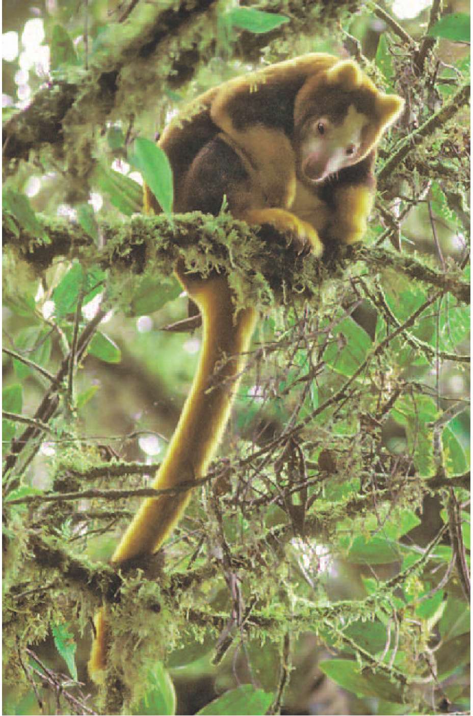 Matschies tree kangaroo is one of the worlds rarest and most elusive mammals - photo 5