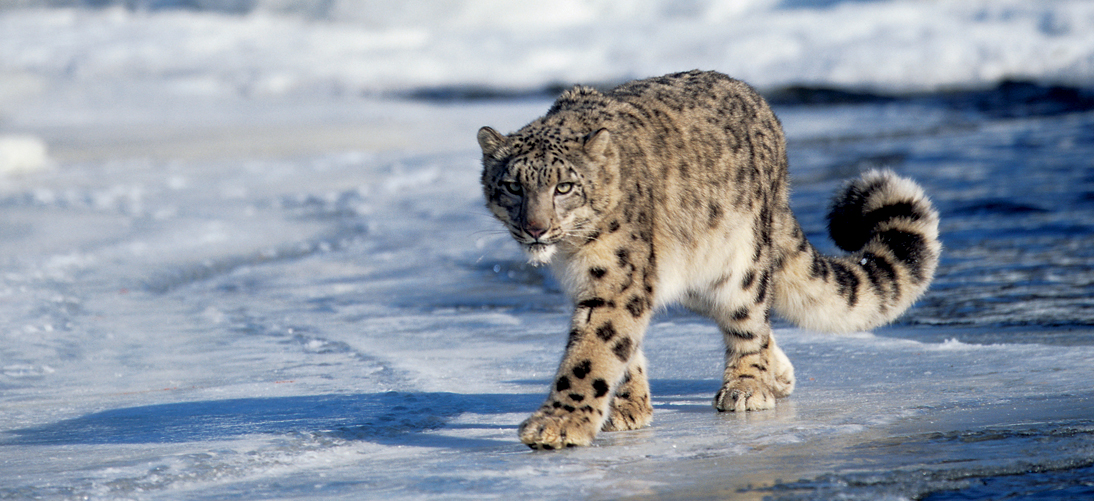 KEEPING WARM Snow leopards spend most of their lives high in the mountains at - photo 16