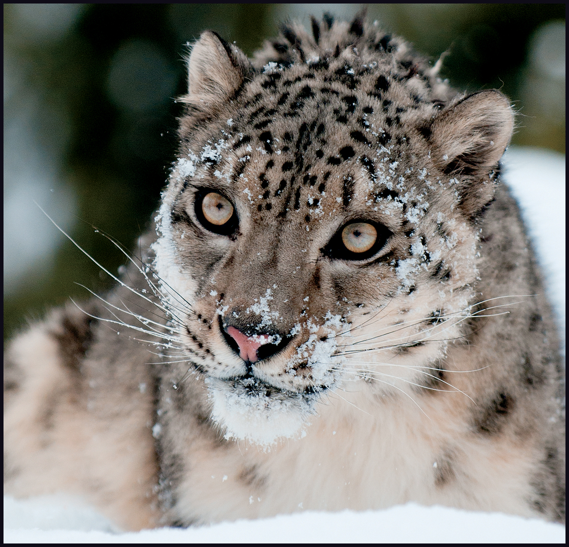 Snow leopards are well adapted to the cold But winter is still a tough time - photo 18