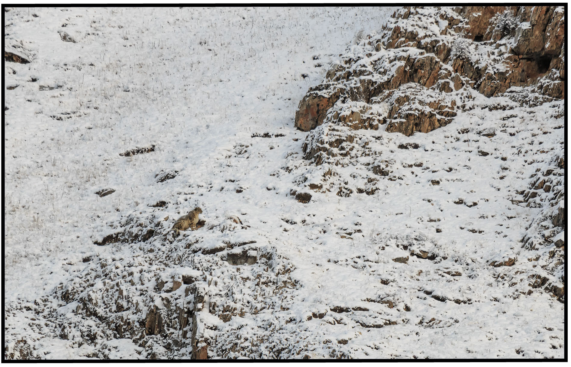 Big Cat Fact Snow leopards make a lot of sounds They may hiss meow growl - photo 8