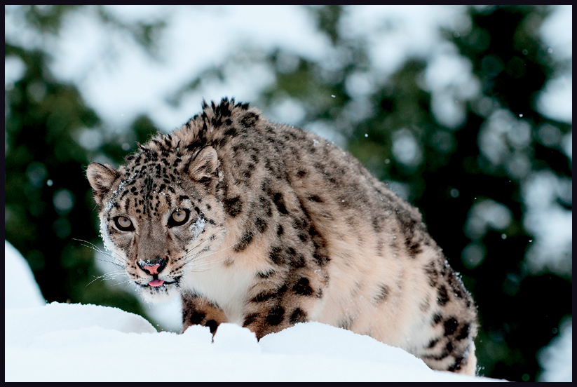 Big Cat Fact Snow leopards have the longest tails of any cats A snow leopards - photo 10