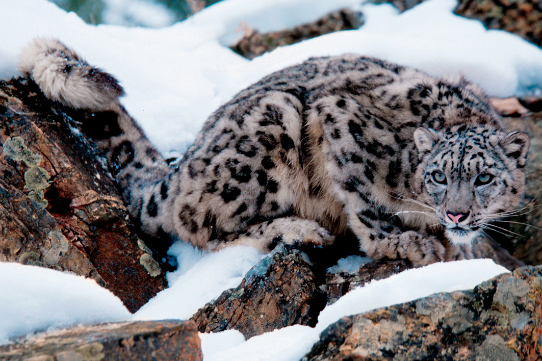 Big Cat Fact Snow leopards often spend several days in the same area but they - photo 12