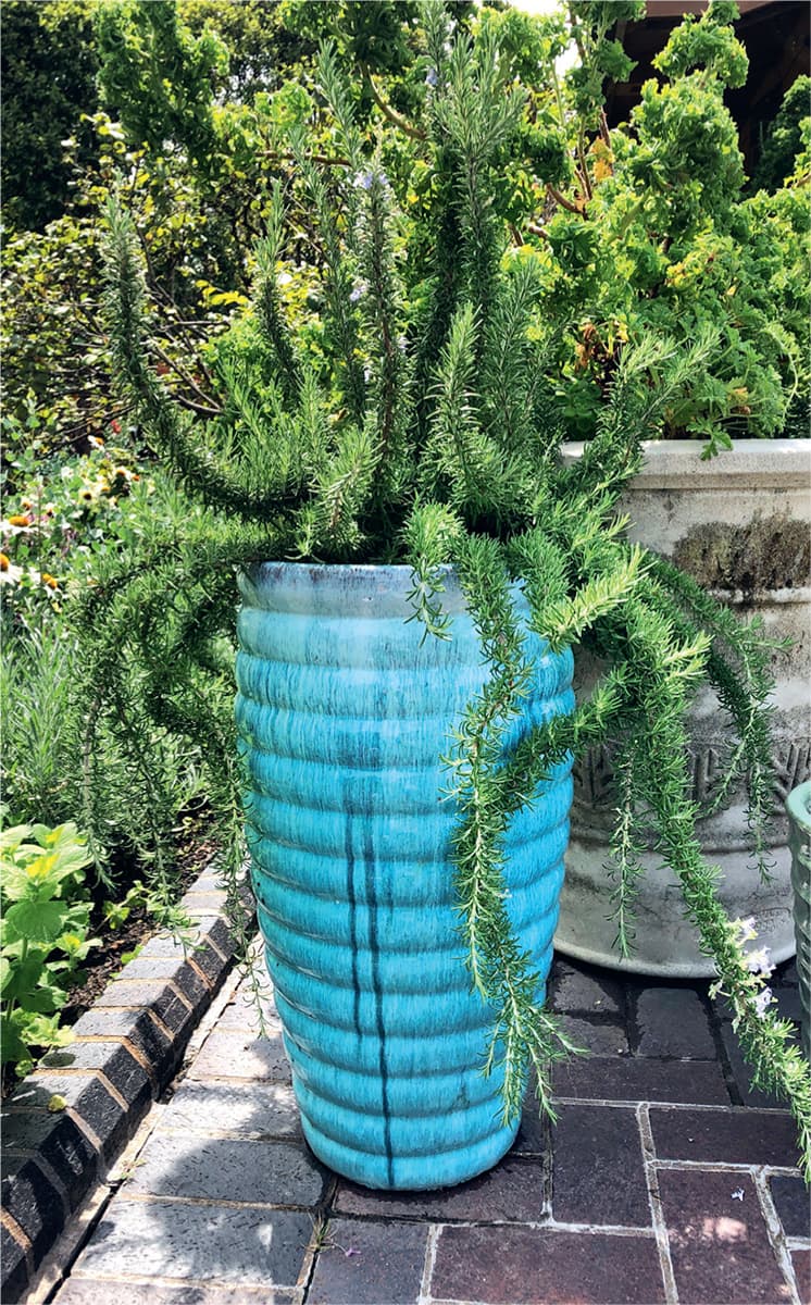 The design of this fabulous container gives common rosemary an upscale style - photo 10