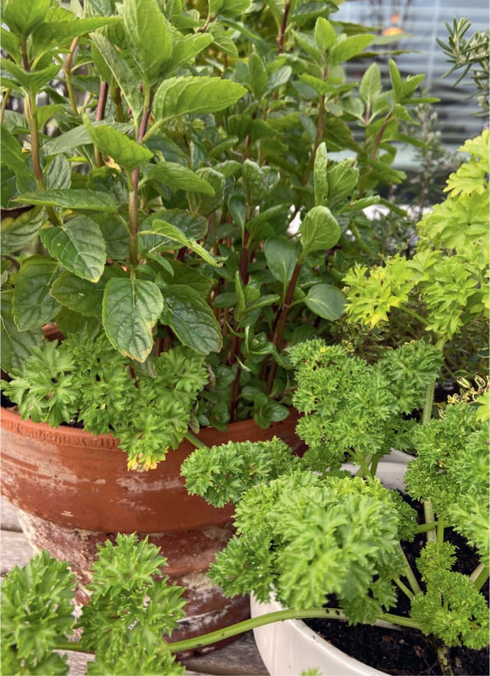 Keep common herbs such as curly parsley and peppermint handy in small pots - photo 9