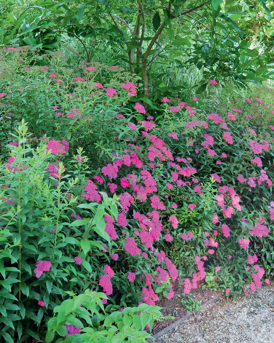 Japanese spiraea Anthony Waterer Spiraea japonica Anthony Waterer SHRUBS - photo 2