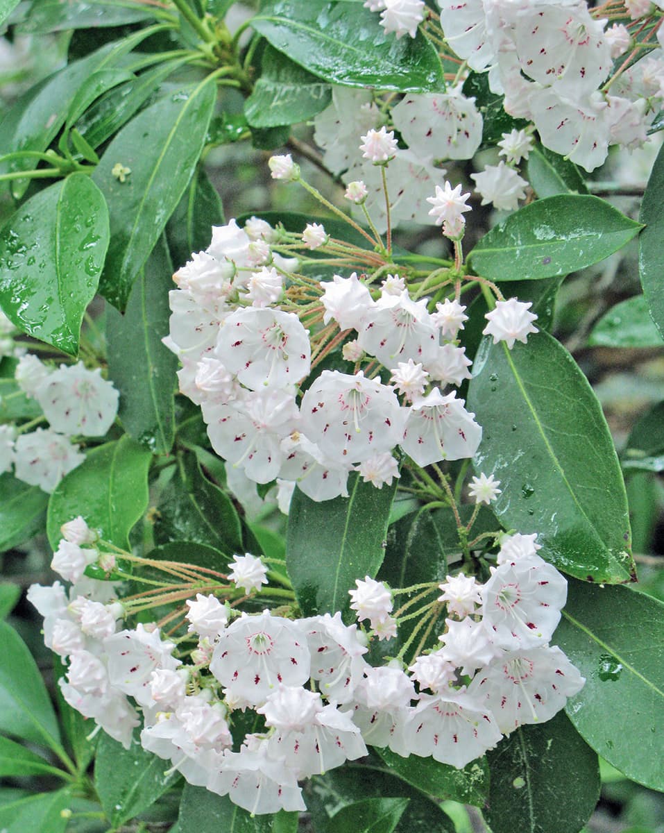 Mountain Laurel Kalmia latfolia is a beautiful flowering shrub ideal for - photo 6