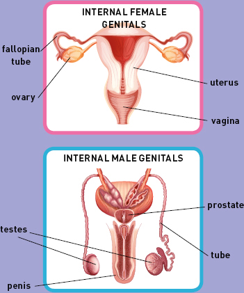 3 Sex organs Females have ovaries which release an egg once a month if she is - photo 6