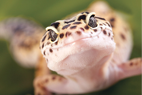 S ince the publication of my first book on leopard geckos in 1990 the - photo 2