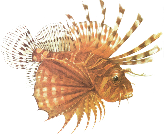 Lion fish of the coral reef This is true for all living things For plants - photo 5