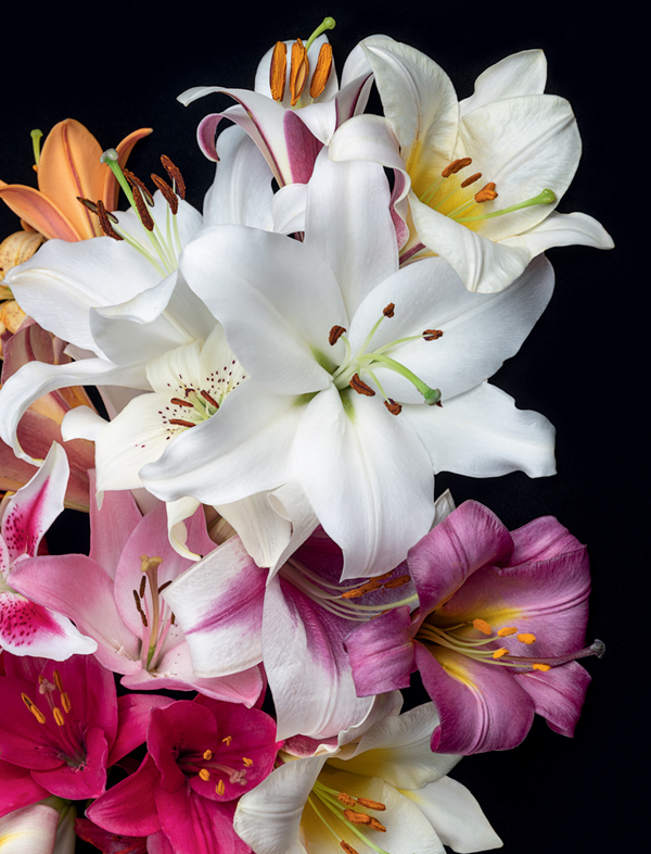 LILIES beautiful varieties for home and garden NAOMI SLADE photography by - photo 2