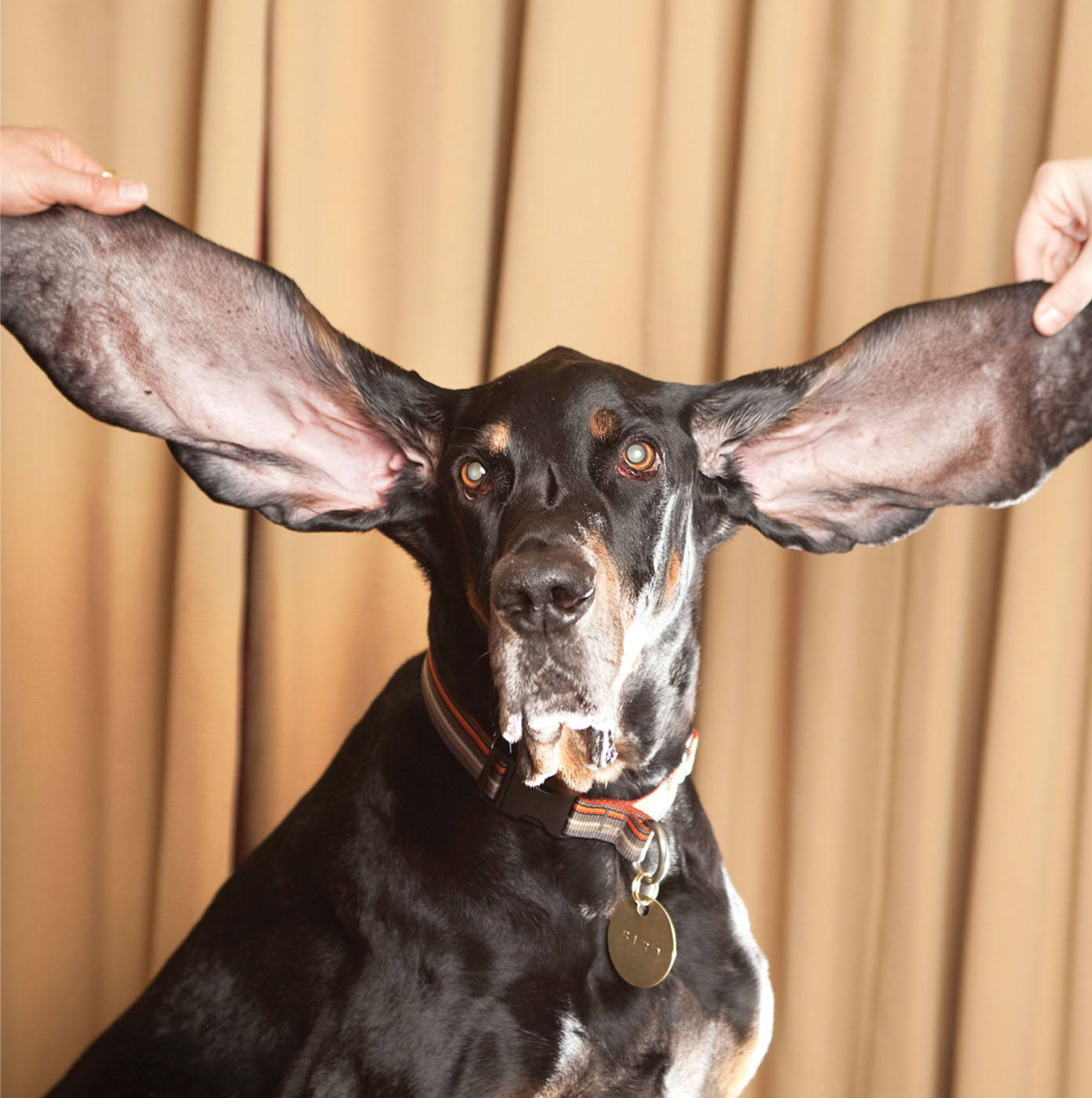 If you ask Harbor if his ears hang low the answer would be a definite woof - photo 8