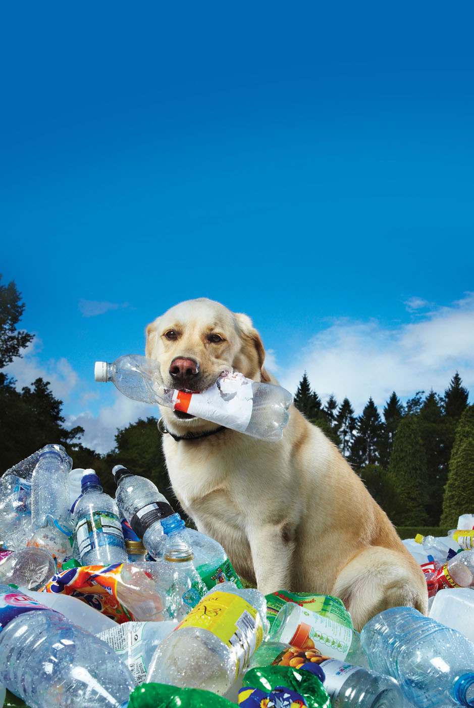 If you thought a dog couldnt be eco-friendly think again A Labrador named - photo 10