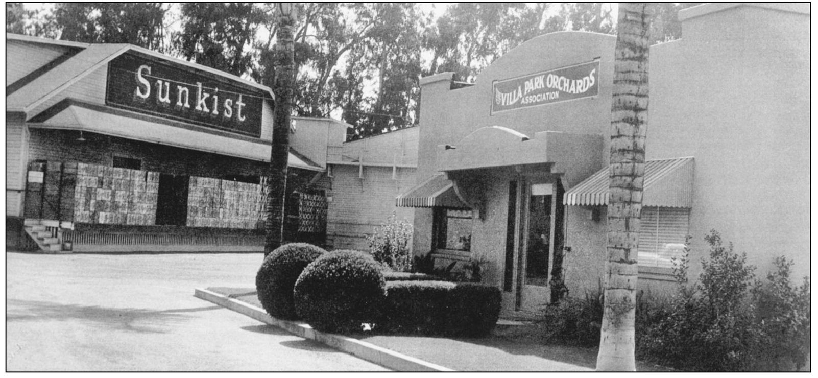 The Villa Park Orchards Association came of age with the citrus industry in - photo 5