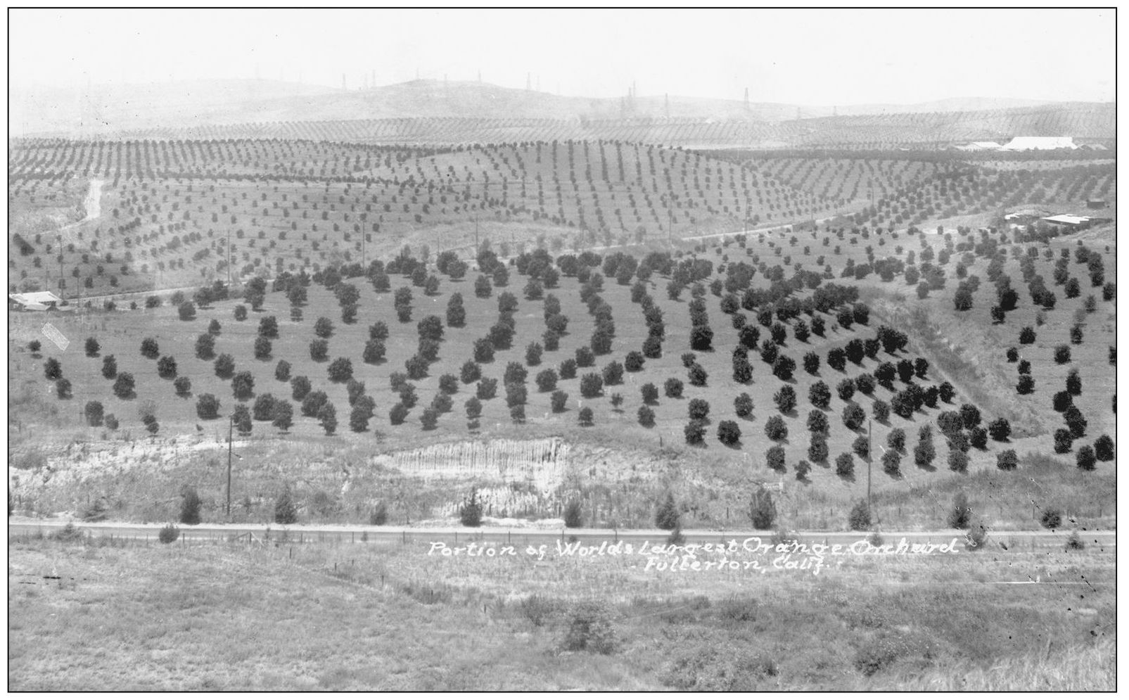 This is the Bastanchury Ranch in Fullerton around the 1920s then called the - photo 10