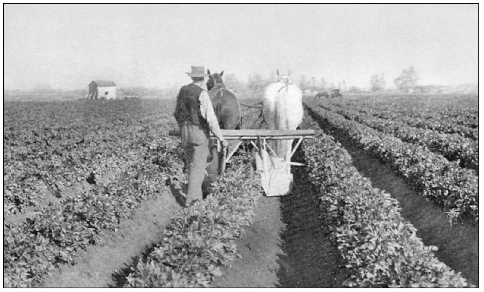 Celery was long one of the most prosperous crops grown in Orange County as - photo 12