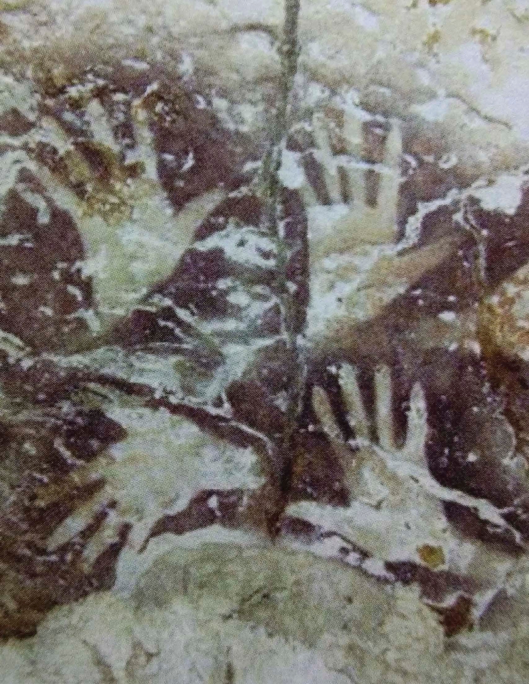 These pictures of human hands found in a cave in Borneo may be the oldest - photo 3