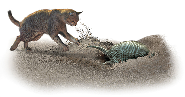 A bobcat is on the prowl The armadillo knows what to do Like a digging - photo 9