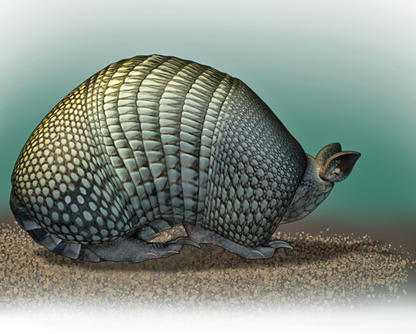 The armadillo tucks her head into her shell Now her eyes are safe When she - photo 19