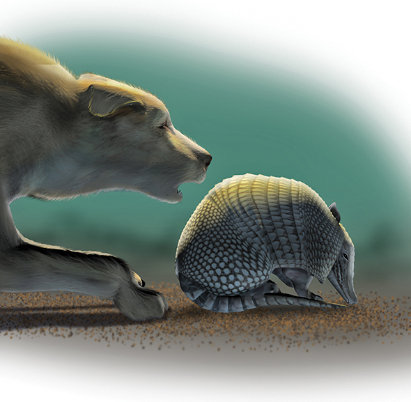 She is a nine-banded armadillo the only kind of armadillo that lives wild in - photo 21