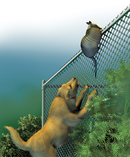 The dog just wont give up Where can the armadillo go Ah A fence She - photo 22