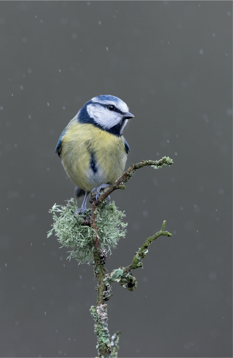 Garden birds make magnificent photographic subjects They are readily - photo 5