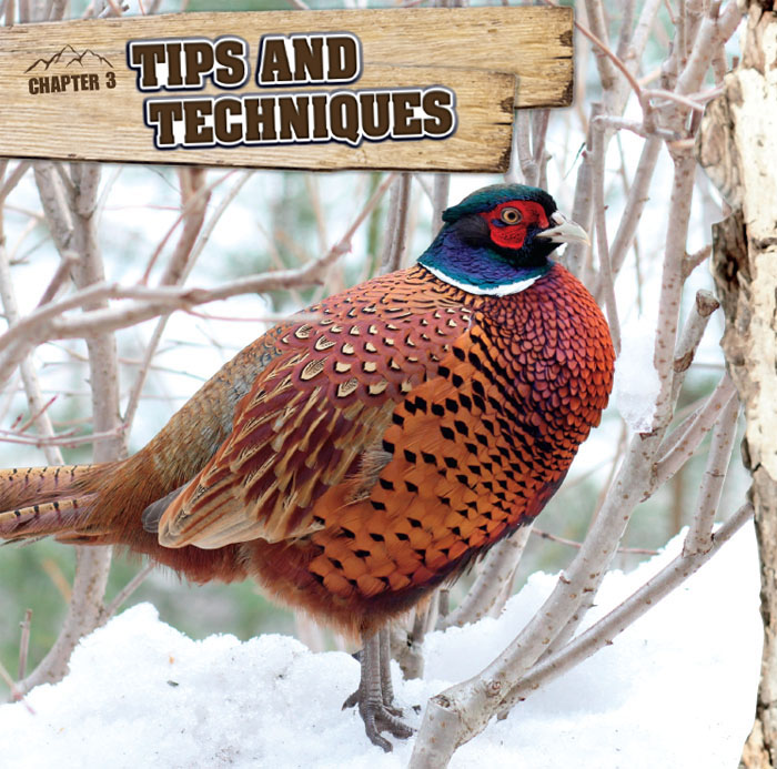 Before you bag a pheasant you must know where and when you can hunt them - photo 7