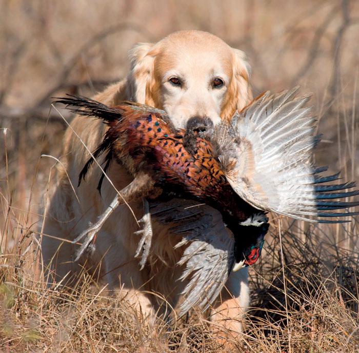 golden retriever FACT The breeds most often used for pheasant hunting include - photo 6