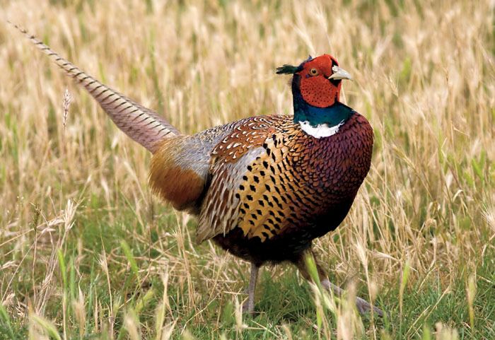 ring-necked rooster pheasant Breeds About 35 species of pheasants live in North - photo 3