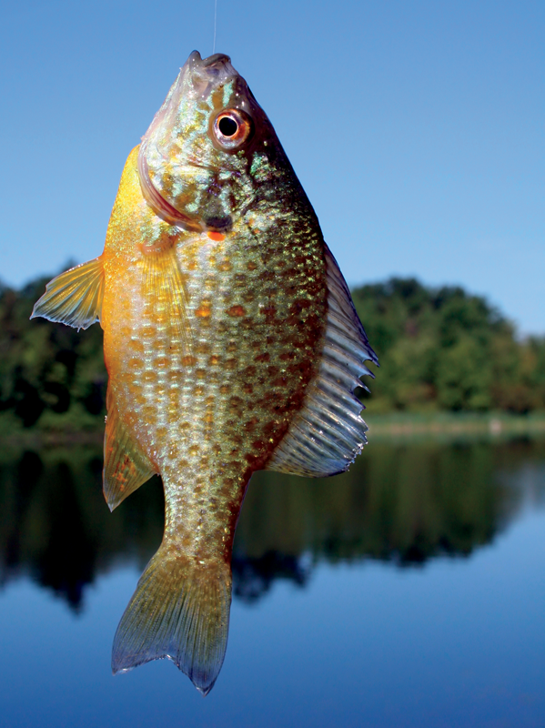 pumpkinseed sunfish largemouth bass on a jig Grandpa scoops the net into - photo 5